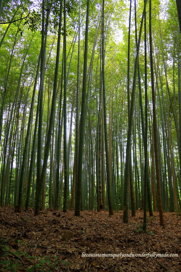 The Sagano Bamboo Forest 嵯峨野竹林 in Arashiyama District in Kyoto, Japan. The Sagano Bamboo Forest 嵯峨野竹林 in Arashiyama District in Kyoto, Japan.
