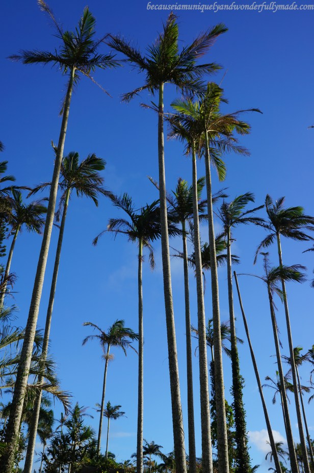Beautiful palm trees at Southeast Botanical Garden in Okinawa City, Okinawa, Japan. (東南植物楽園 Tōnan Shokubutsu Rakuen)