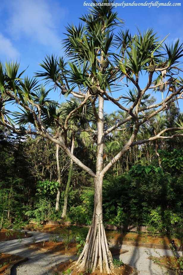 A Dragon Tree at Southeast Botanical Garden in Okinawa City, Okinawa, Japan. (東南植物楽園 Tōnan Shokubutsu Rakuen)