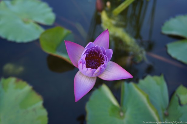 Lotus flower at Southeast Botanical Garden in Okinawa City, Okinawa, Japan. (東南植物楽園 Tōnan Shokubutsu Rakuen)