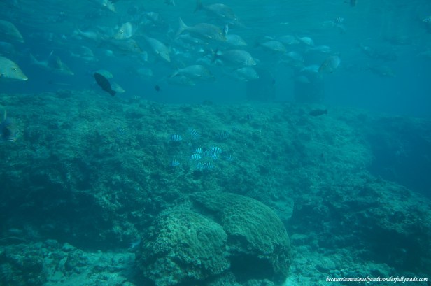 Exploring the marine world 5 meters deep through the glass windows at the Underwater Observatory in Busena Marine Park ブセナ海中公園 in Nago City, Okinawa, Japan. 