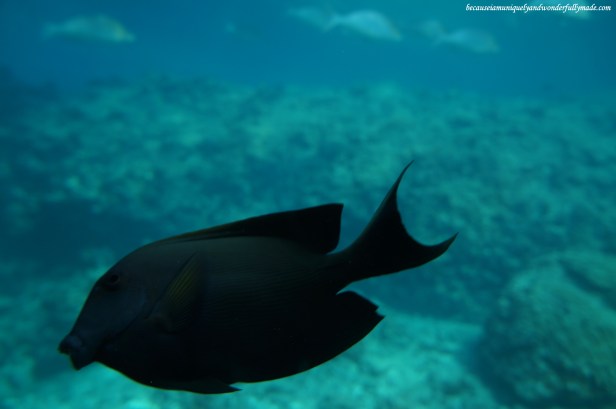 A peek of marine world 5 meters deep through the glass windows at the Underwater Observatory in Busena Marine Park ブセナ海中公園 in Nago City, Okinawa, Japan. 