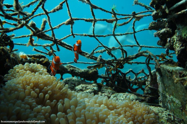 Finding Nemo 5 meters deep through the glass windows at the Underwater Observatory in Busena Marine Park ブセナ海中公園 in Nago City, Okinawa, Japan. 