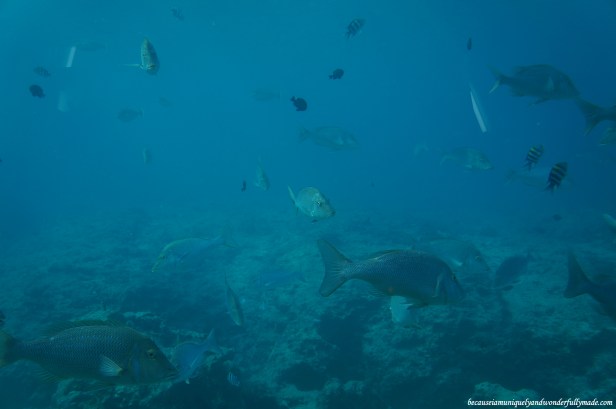 A peek of marine world 5 meters deep through the glass windows at the Underwater Observatory in Busena Marine Park ブセナ海中公園 in Nago City, Okinawa, Japan.