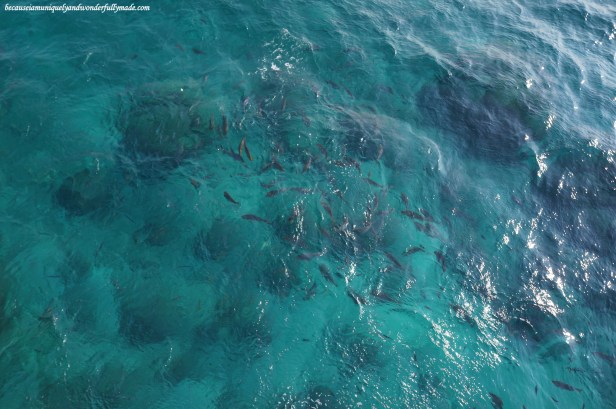 View of the fishes from the tower at the Underwater Observatory in Busena Marine Park ブセナ海中公園 in Nago City, Okinawa, Japan.