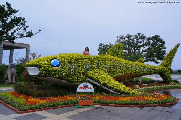 Flower Whale Shark at Ocean Expo Park in Motobu, Okinawa, Japan. 本部 朝基 , 沖縄県 Flower Whale Shark at Ocean Expo Park in Motobu, Okinawa, Japan. 本部 朝基 , 沖縄県