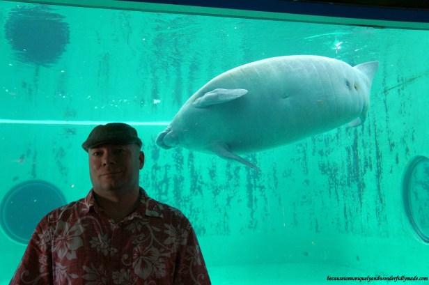 The manatee inside its pool viewed from the underground viewing room at Ocean Expo Park in Motobu, Okinawa, Japan. 本部 朝基 , 沖縄県 The manatee inside its pool viewed from the underground viewing room at Ocean Expo Park in Motobu, Okinawa, Japan. 本部 朝基 , 沖縄県