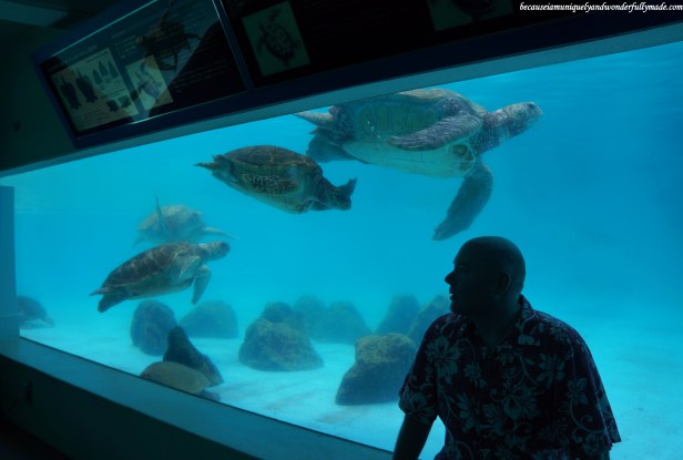 The turtle pool viewed from the underground viewing room at Ocean Expo Park in Motobu, Okinawa, Japan. 本部 朝基 , 沖縄県 The turtle pool viewed from the underground viewing room at Ocean Expo Park in Motobu, Okinawa, Japan. 本部 朝基 , 沖縄県
