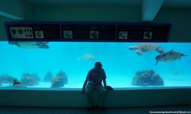 The turtle pool viewed from the underground viewing room at Ocean Expo Park in Motobu, Okinawa, Japan. 本部 朝基 , 沖縄県 The turtle pool viewed from the underground viewing room at Ocean Expo Park in Motobu, Okinawa, Japan. 本部 朝基 , 沖縄県