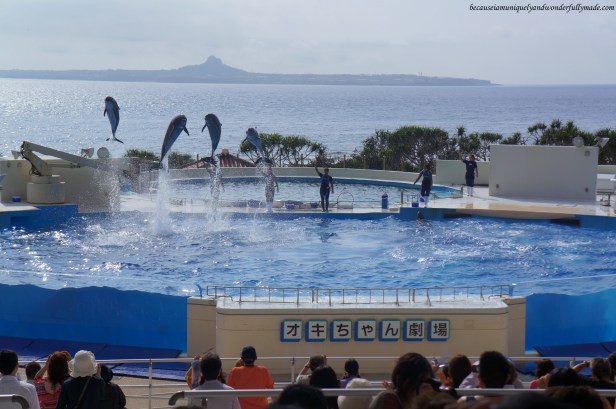The dolphin lagoon and dolphin show at Okichan Theater at Ocean Expo Park in Motobu, Okinawa, Japan. 本部 朝基 , 沖縄県 The dolphin lagoon and dolphin show at Okichan Theater at Ocean Expo Park in Motobu, Okinawa, Japan. 本部 朝基 , 沖縄県