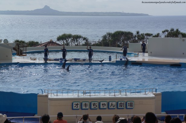 The dolphin lagoon and dolphin show at Okichan Theater at Ocean Expo Park in Motobu, Okinawa, Japan. 本部 朝基 , 沖縄県 The dolphin lagoon and dolphin show at Okichan Theater at Ocean Expo Park in Motobu, Okinawa, Japan. 本部 朝基 , 沖縄県