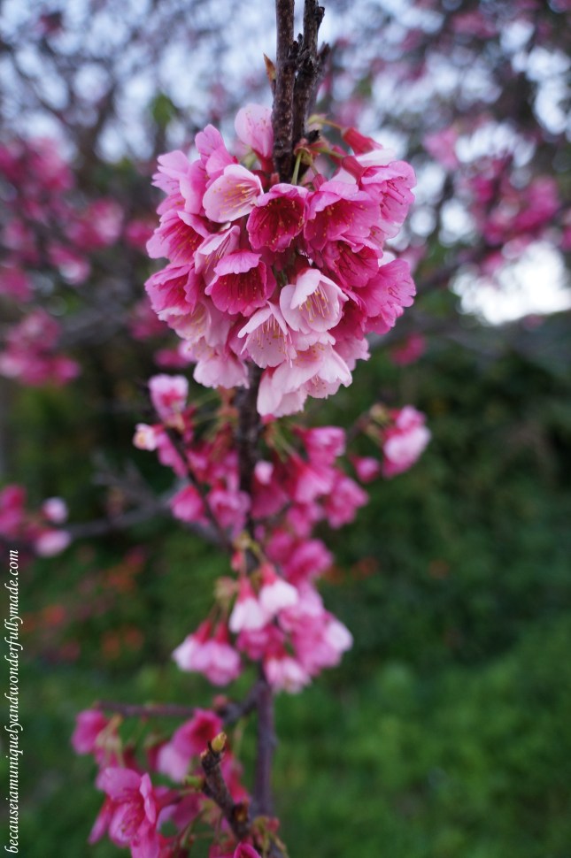 Cherry Blossom (Sakura) 桜 at Nakijin Castle 今帰仁城 in Okinawa, Japan.