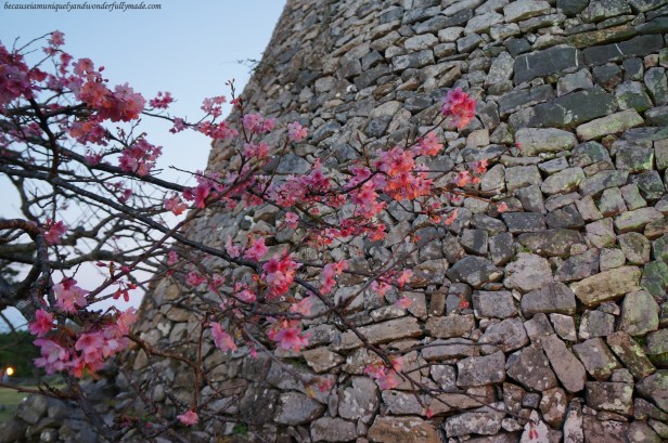 Cherry Blossom (Sakura) 桜 and the Nakijin Castle Wall 今帰仁城 in Okinawa, Japan.