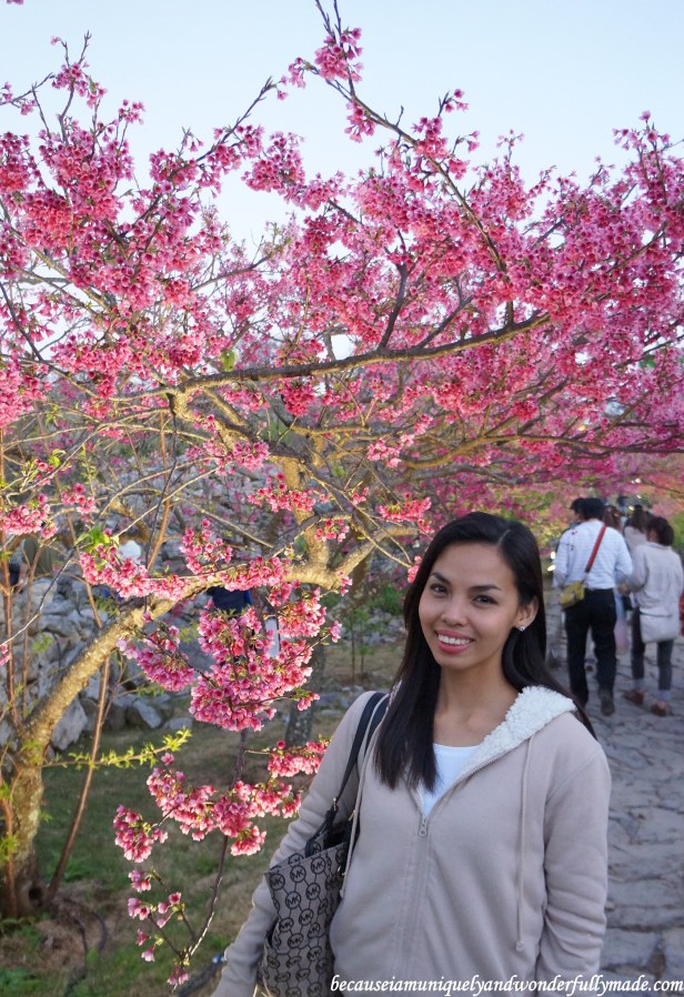 Cherry Blossom (Sakura) 桜 in full at Nakijin Castle 今帰仁城 in Okinawa, Japan.