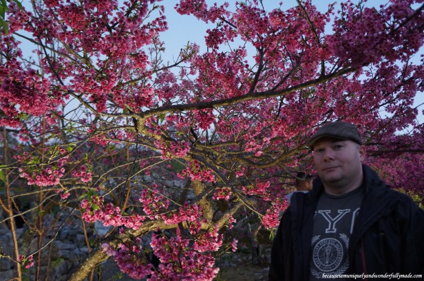 Cherry Blossom (Sakura) 桜 in full at Nakijin Castle 今帰仁城 in Okinawa, Japan.