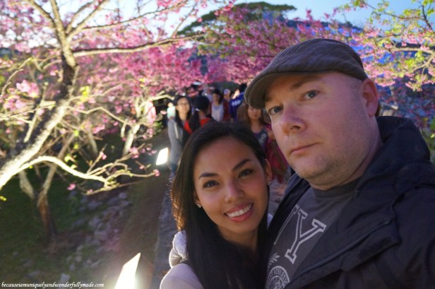Witnessing a Cherry Blossom (Sakura) 桜 at Nakijin Castle 今帰仁城 in Okinawa, Japan.