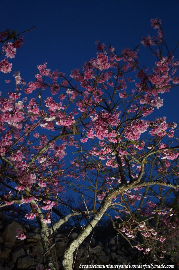 Cherry Blossom (Sakura) 桜 at Nakijin Castle 今帰仁城 in Okinawa, Japan.