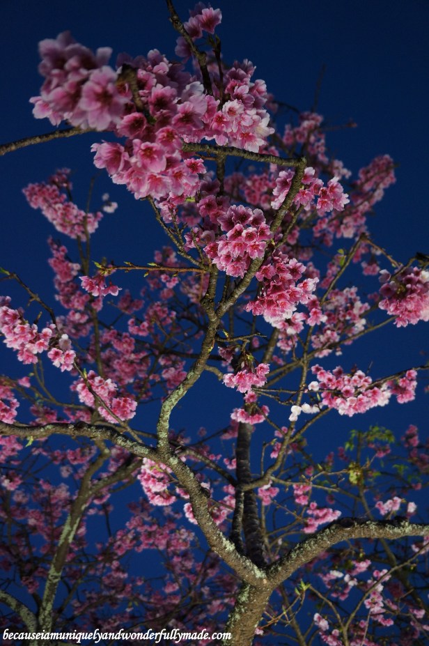 Cherry Blossom (Sakura) 桜 at Nakijin Castle 今帰仁城 in Okinawa, Japan.