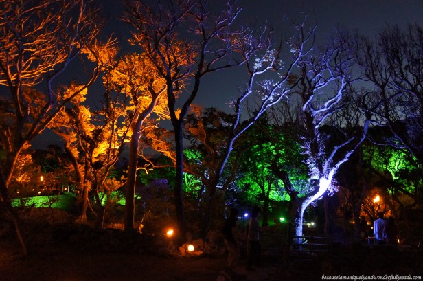 Colorful lights illuminating the Nakijin Castle Courtyard 今帰仁城 during a Cherry Blossom (Sakura) 桜 in Okinawa, Japan.