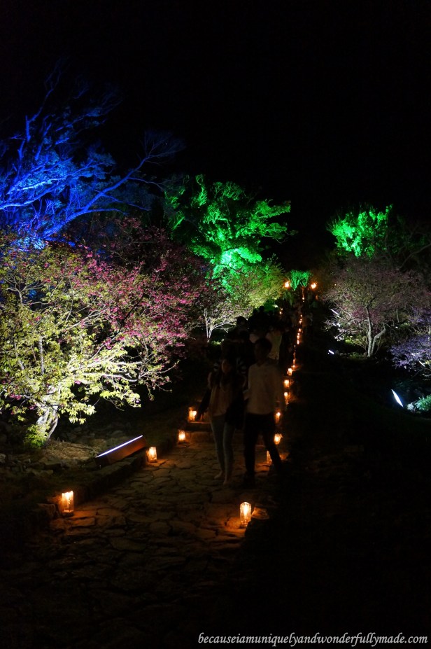 A pathway of Cherry Blossom (Sakura) 桜 and candle lights at Nakijin Castle 今帰仁城 in Okinawa, Japan.