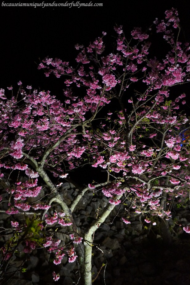 Cherry Blossom (Sakura) 桜 at Nakijin Castle 今帰仁城 in Okinawa, Japan.