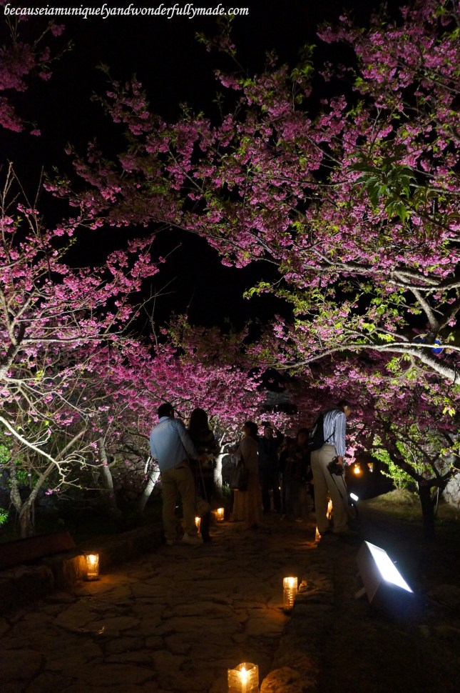 A pathway of Cherry Blossom (Sakura) 桜 and candle lights at Nakijin Castle 今帰仁城 in Okinawa, Japan.