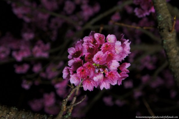 Cherry Blossom (Sakura) 桜 at Nakijin Castle 今帰仁城 in Okinawa, Japan.