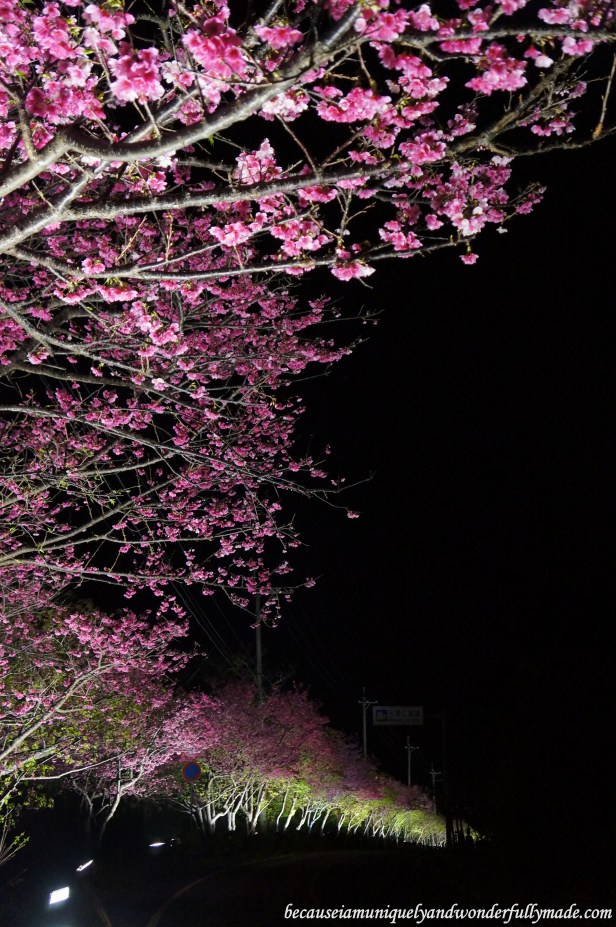Cherry Blossom (Sakura) 桜 line up the road going down the hill at Nakijin Castle 今帰仁城 in Okinawa, Japan.
