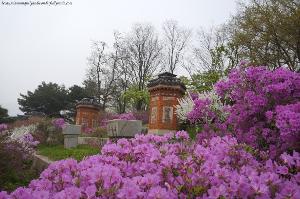 Random spring beauty at Gyeongbokgung Palace 경복궁 in Seoul, South Korea. 