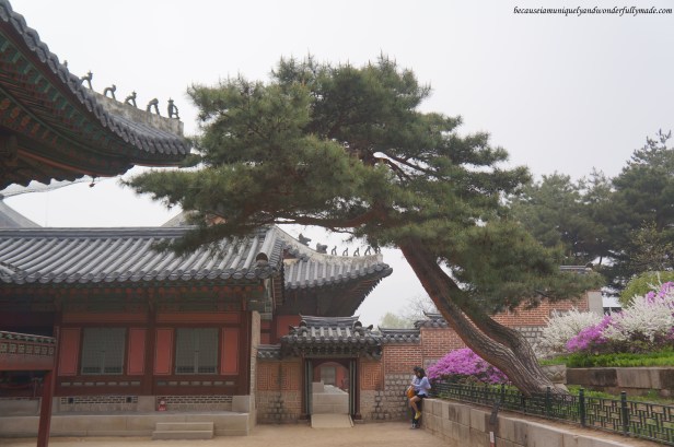 Random spring beauty at Gyeongbokgung Palace 경복궁 in Seoul, South Korea. 