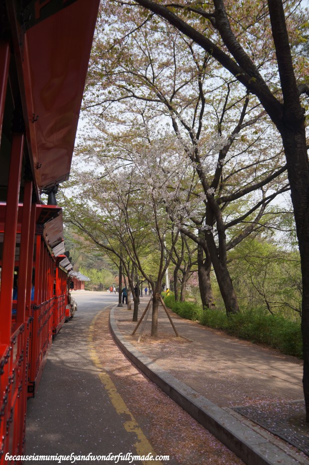 Marvelling at some cherry blossom left aboard the Hwaseong Train Tourist, a dragon train that travels between Paldalsan Mountain and Yeonmudae in Hwaseong Fortress [UNESCO World Heritage] (수원 화성 [유네스코 세계문화유산]) – Suwon 수원, South Korea.