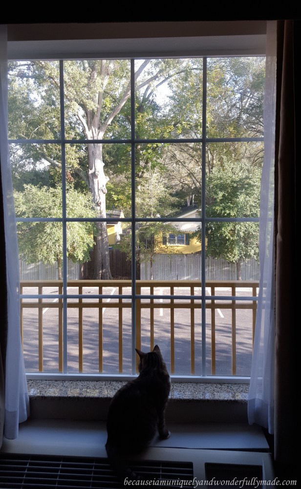 Sakura Rain, our adorable cat who is travelling with us. This is her looking out from the window of our hotel in Savannah, Georgia.