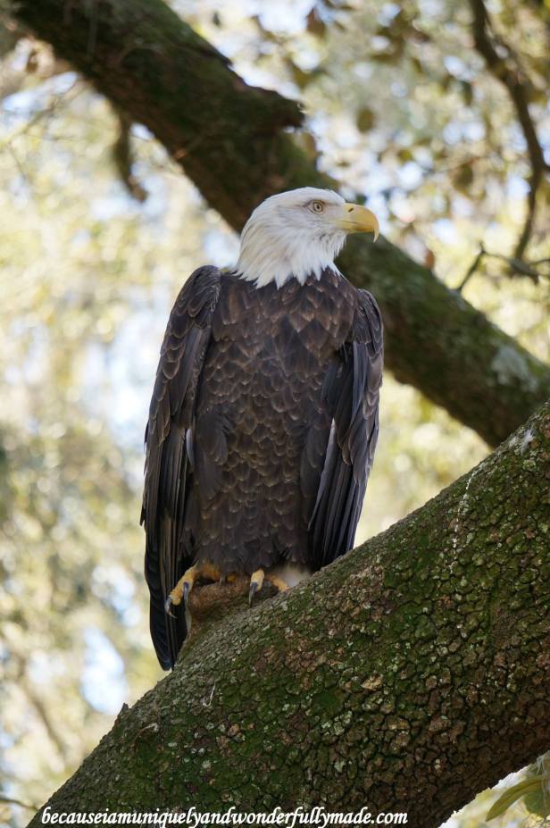 12916931_10154174967514828_4321390968433153641_o