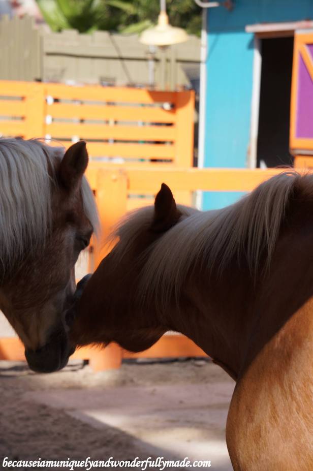 12968137_10154174968149828_4337024388114870915_o