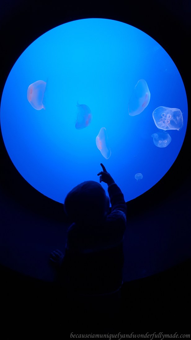Tanks of jellyfish at Ripley's Aquarium of the Smokies in Gatlinburg, Tennessee.
