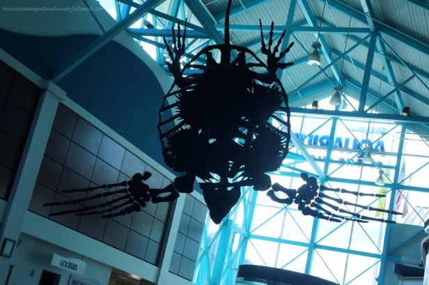 At Ripley's Aquarium of the Smokies in Gatlinburg, Tennessee.