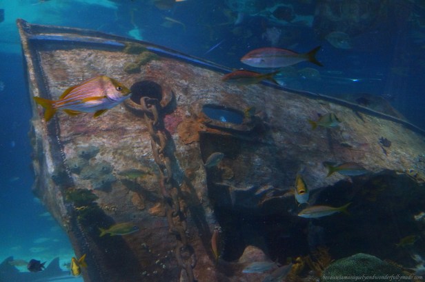 The Shark Lagoon of Ripley's Aquarium of the Smokies through an underwater acrylic tunnel travelling on a 340-foot glide path. The aquarium is one of the most popular tourist spots in Gatlinburg, Tennessee.