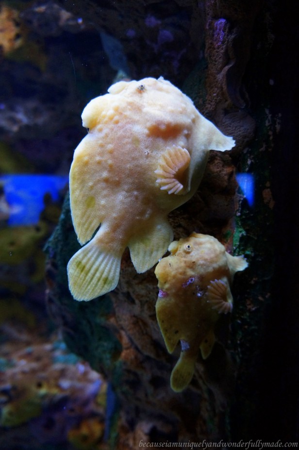 At Ripley's Aquarium of the Smokies in Gatlinburg, Tennessee.