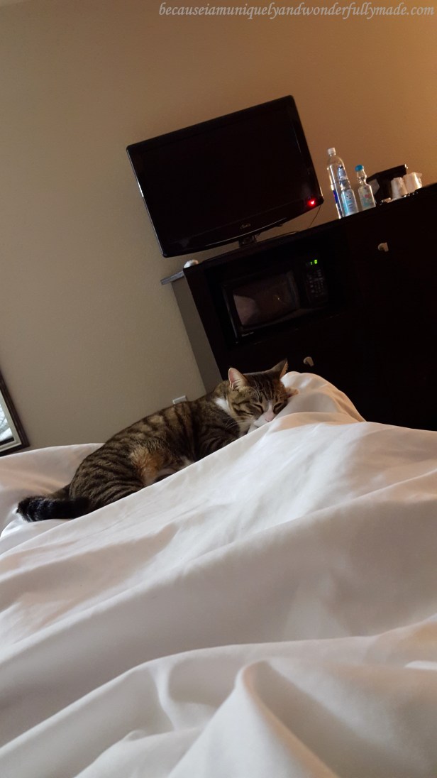 Our cat Sakura Rain sleeping comfortably at our hotel as she waits for us to come back from exploring Canyonlands National Park in Moab, Utah.