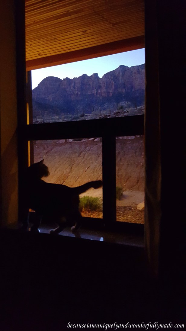 Our cat, Sakura Rain, who travels with us across the country is happy to be at Springdale to see Zion National Park in Utah.