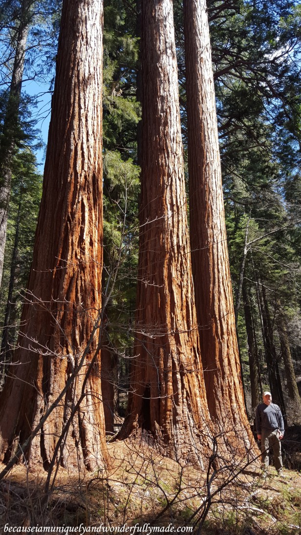 At Placer County Sequoia Grove