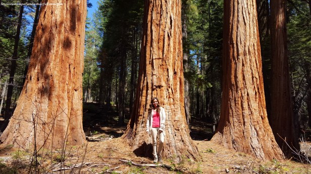 At Placer County Sequoia Grove