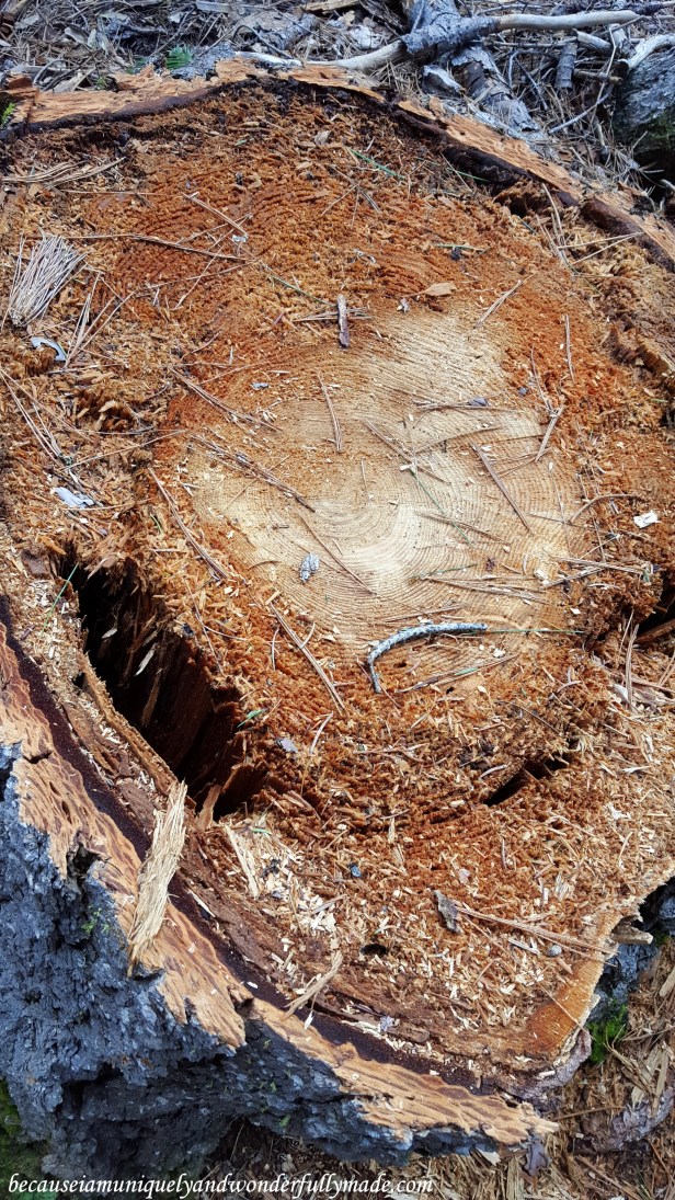 The rings inside a sequoia tree.