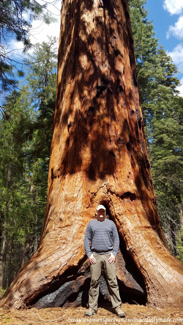 The Pershing Tree at Placer County Sequoia Grove is 12 feet wide and is the largest tree in the grove.
