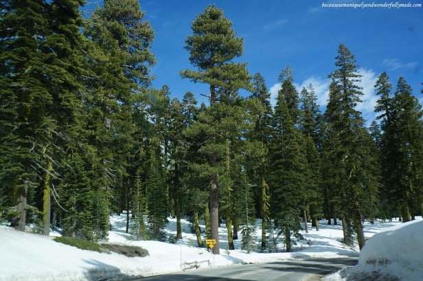 Snow at 6,000 feet elevation in the Sierra Nevada.