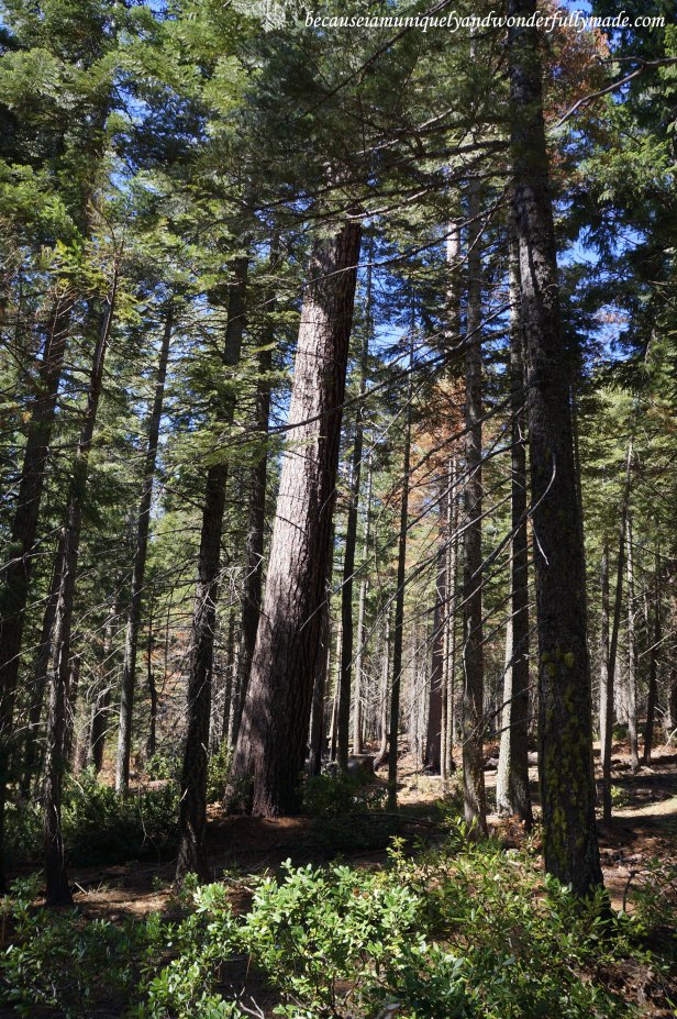 At the start of the Placer County Big Tree Grove Nature Trails.