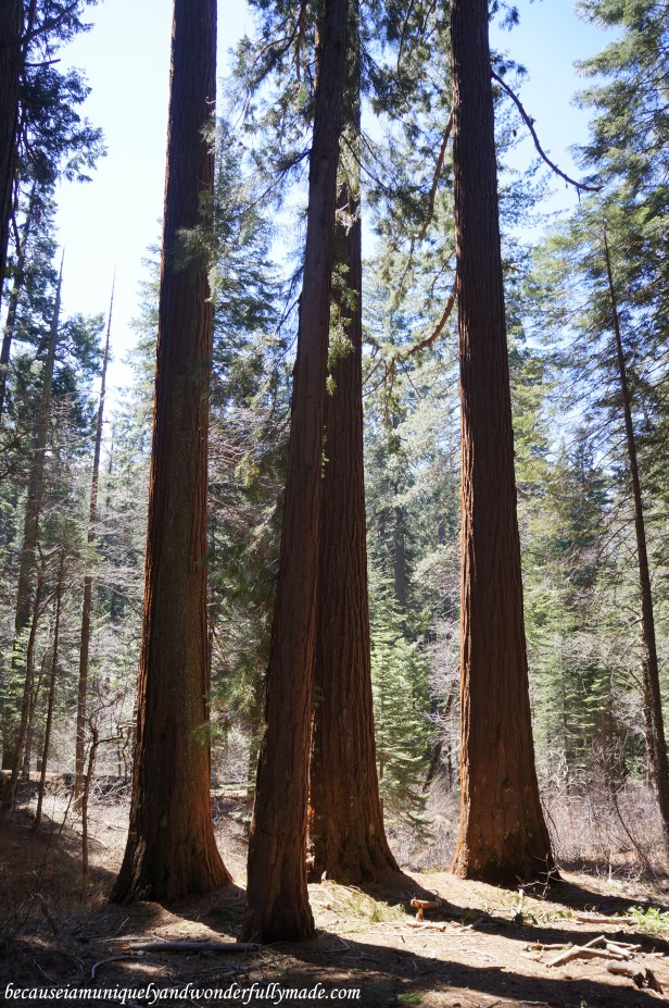 At Placer County Sequoia Grove