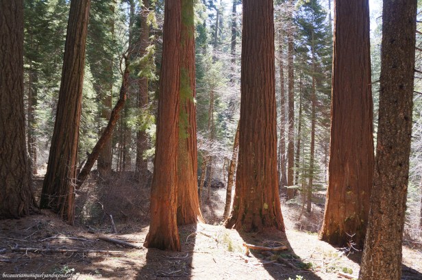 At Placer County Sequoia Grove