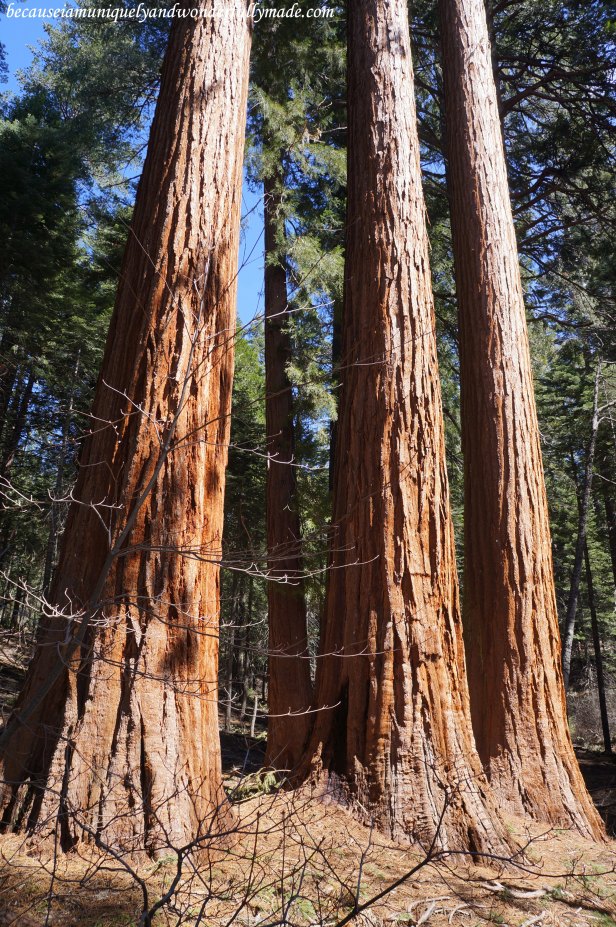 At Placer County Sequoia Grove