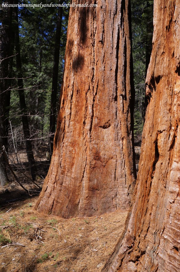 At Placer County Sequoia Grove
